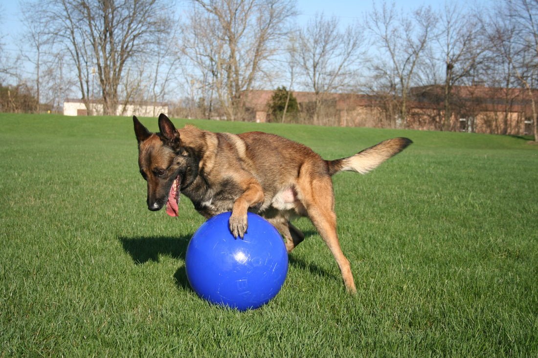 Jolly Push - n - Play Blauw L (25 cm) - all for animals