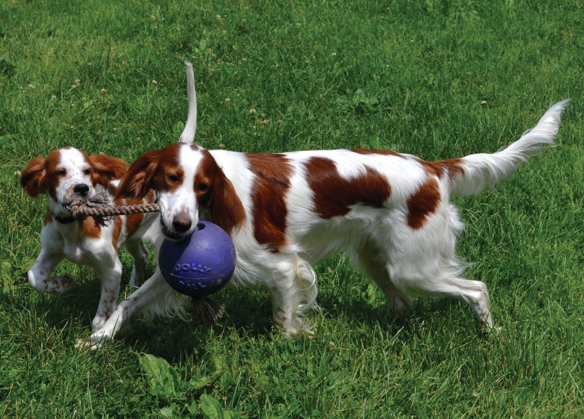 Jolly Romp - n - Roll Blauw S (10 cm) - all for animals