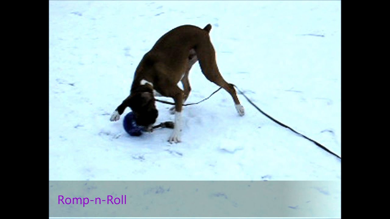 Jolly Romp - n - Roll Rood L (20 cm) - all for animals