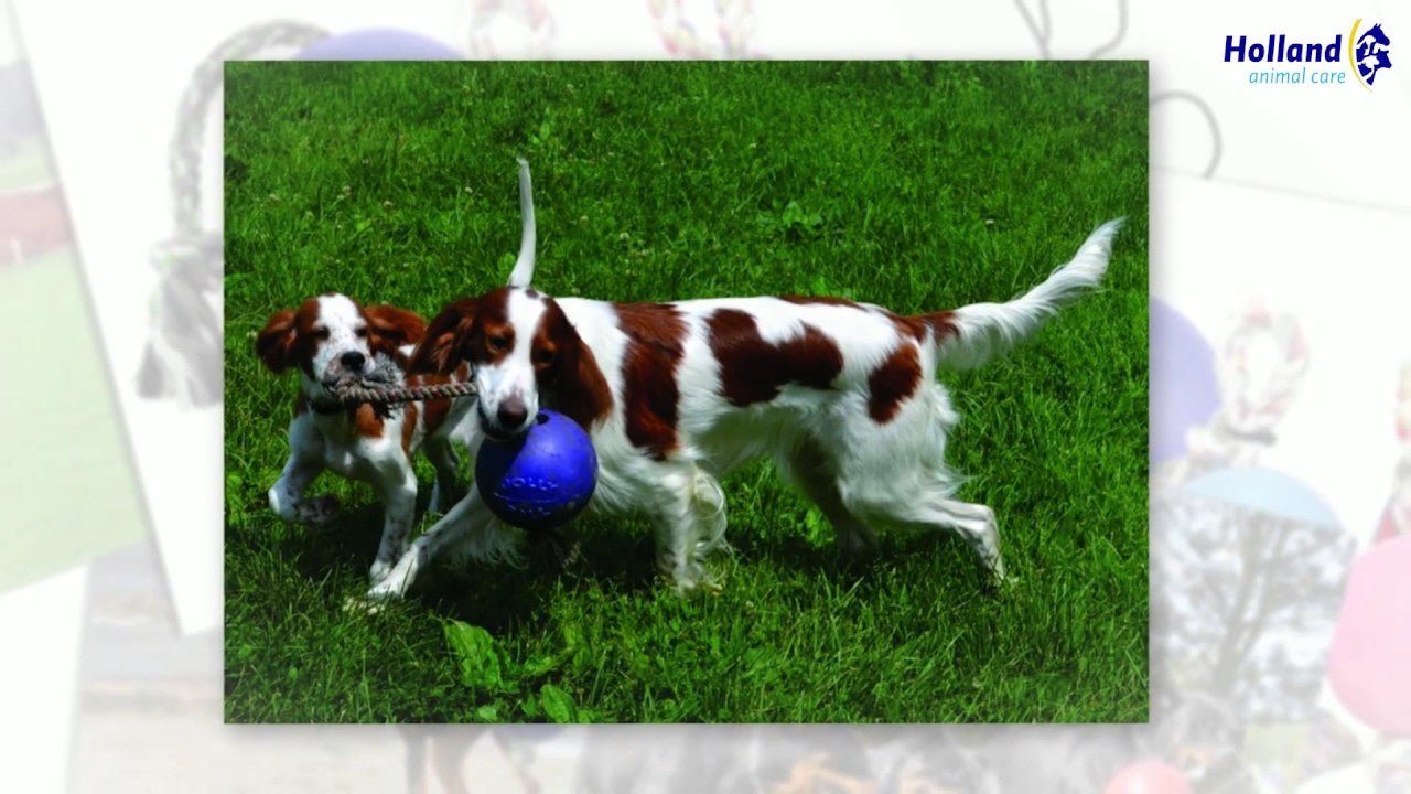 Jolly Romp - n - Roll Rood L (20 cm) - all for animals