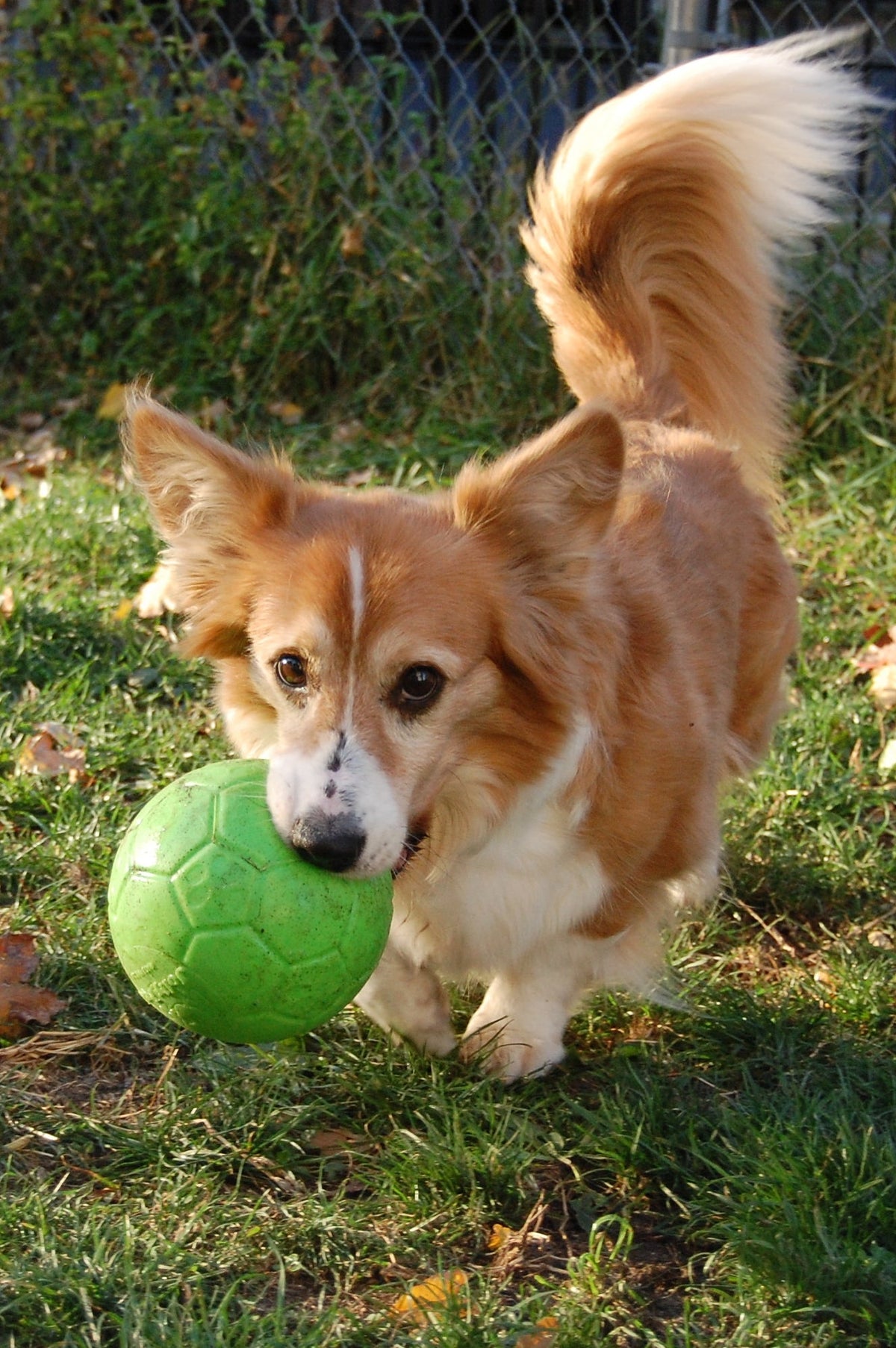 Jolly Soccer Ball Groen S (15 cm) - all for animals