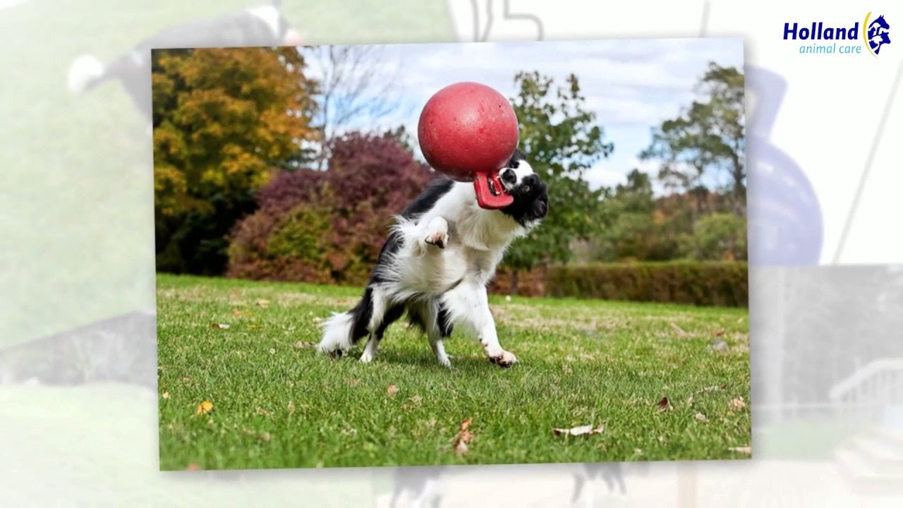 Jolly Tug - n - Toss Rood L (20 cm) - all for animals