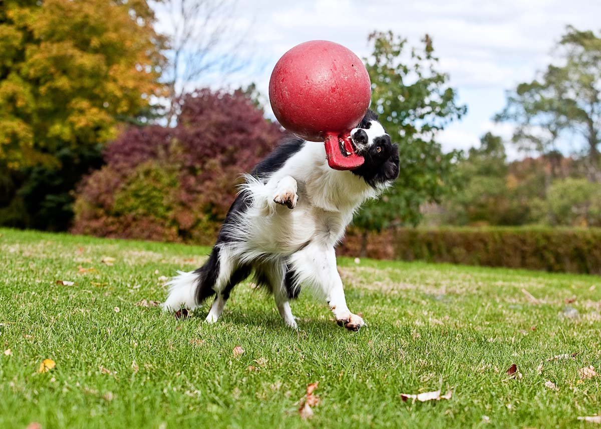 Jolly Tug - n - Toss Rood L (20 cm) - all for animals