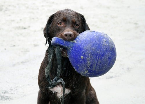 Jolly Tug - n - Toss Rood L (20 cm) - all for animals