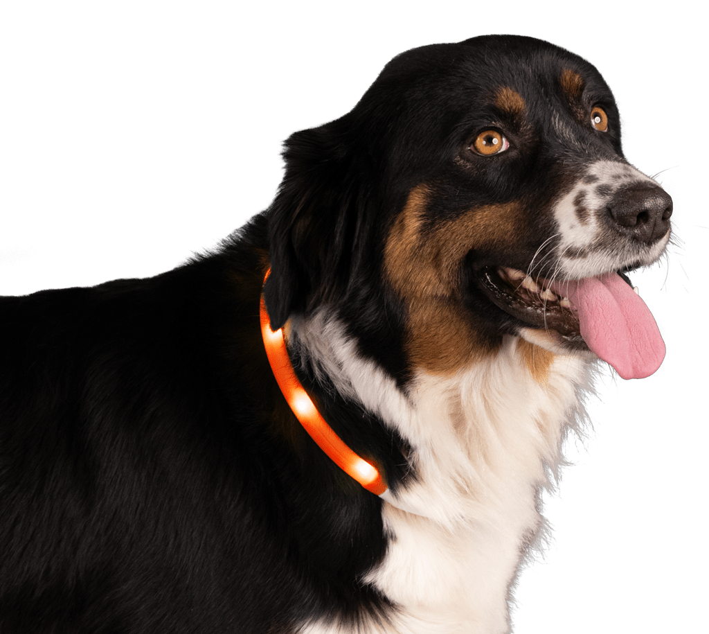 Nightwalk Safety Collar Oranje - all for animals