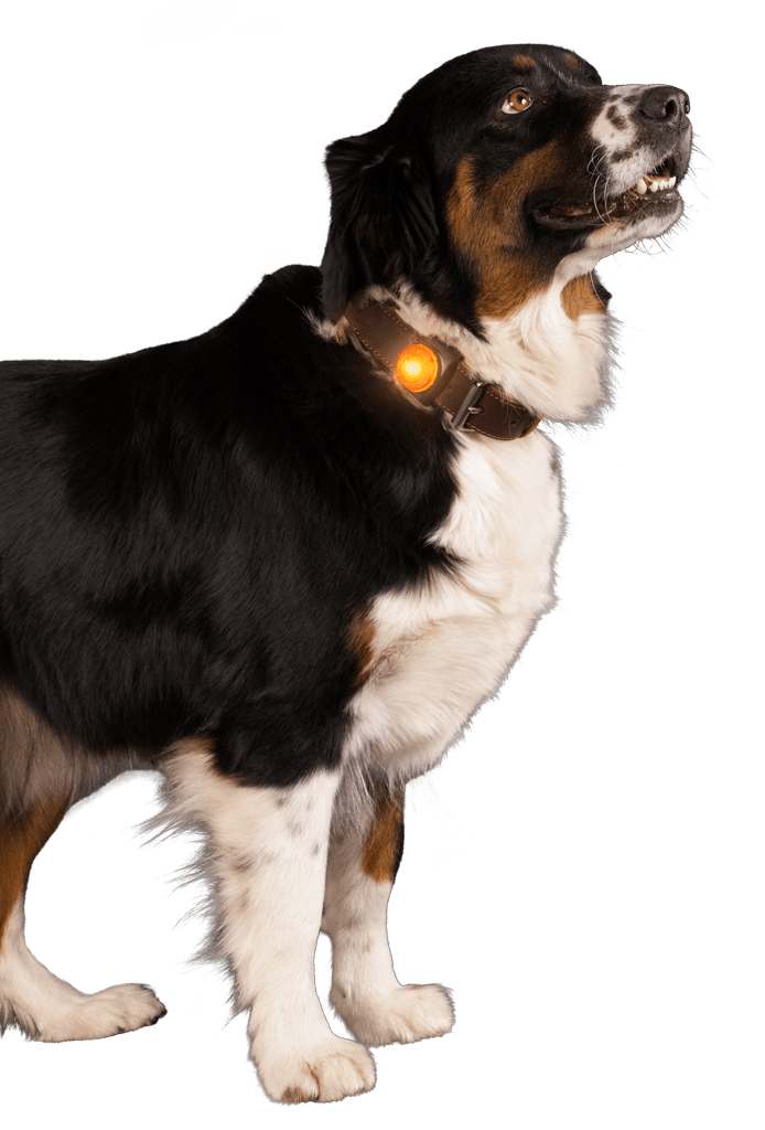 Nightwalk Safety Light - all for animals