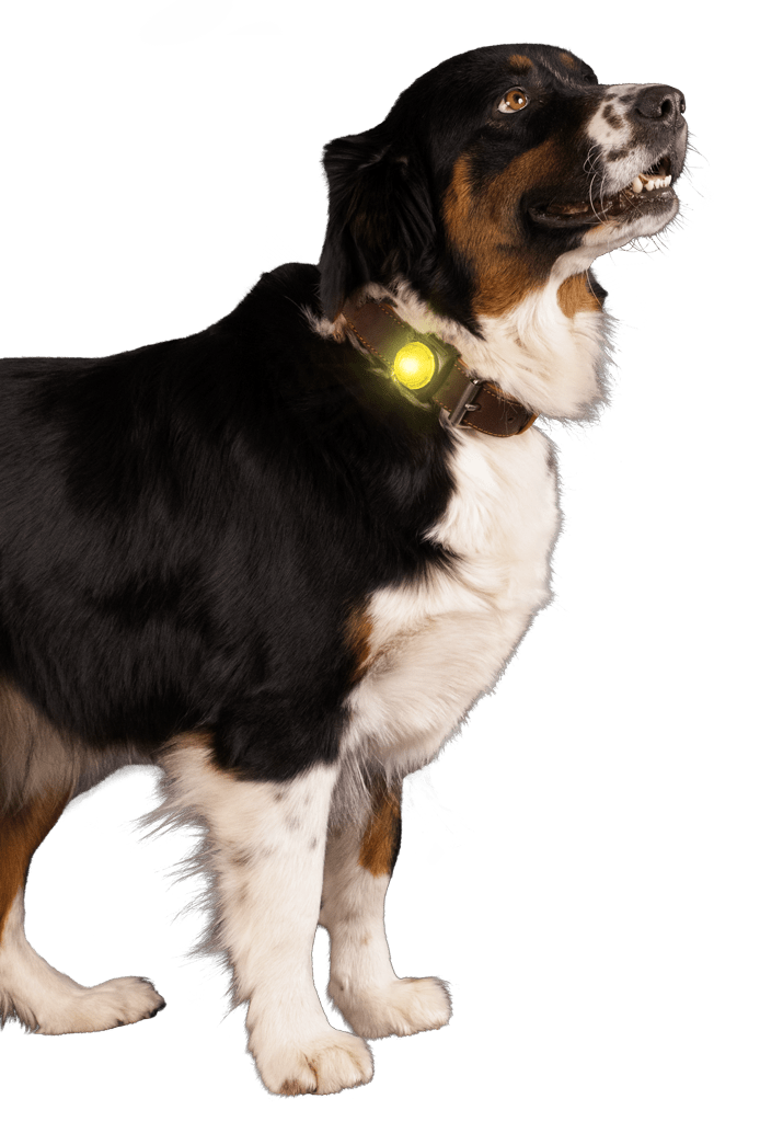 Nightwalk Safety Light - all for animals