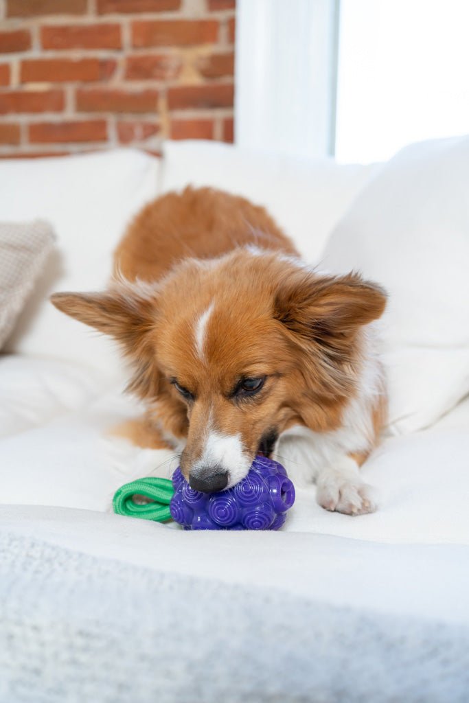 Outward Hound Dental Grapes - all for animals