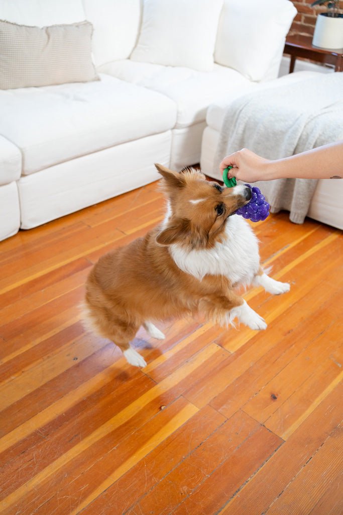 Outward Hound Dental Grapes - all for animals