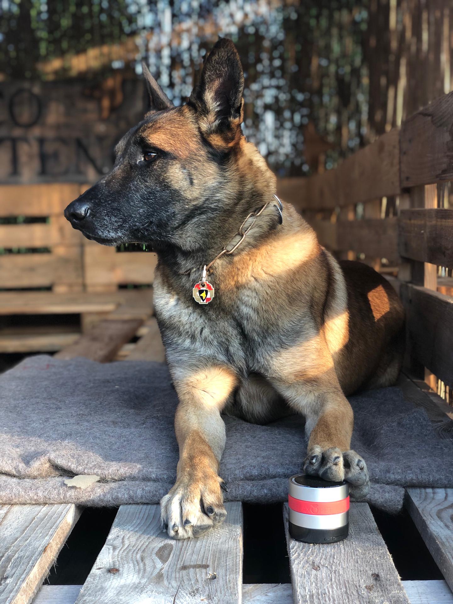 RelaxoPet PRO Hond - all for animals