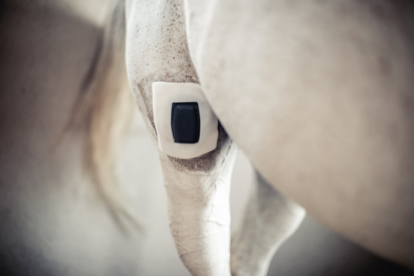 Rheva Combo Wondbescherming - all for animals