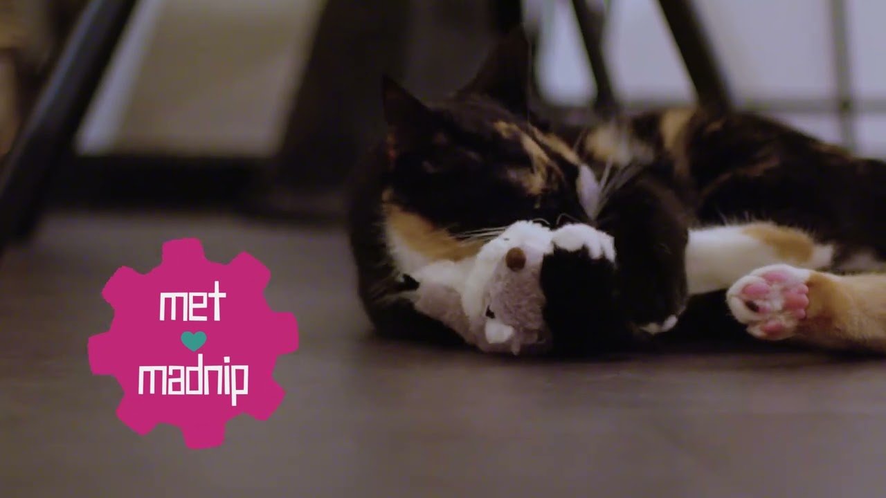 Robocat Eekhoorn - all for animals
