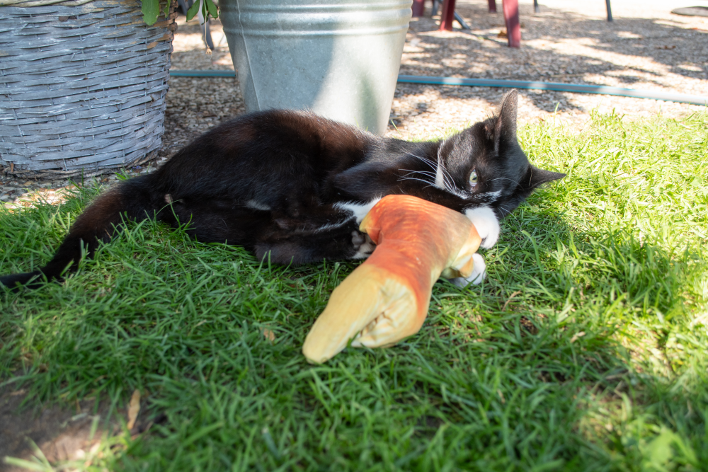 Robocat Karper - all for animals
