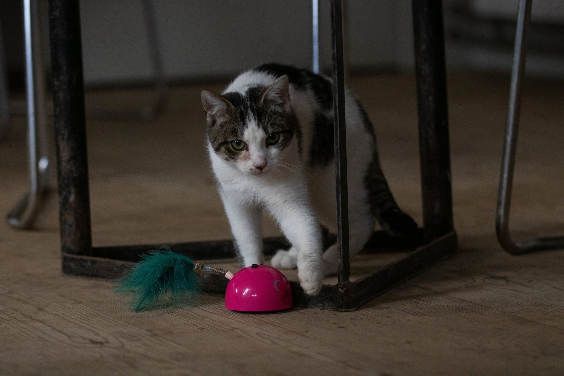 Robocat Muis - all for animals