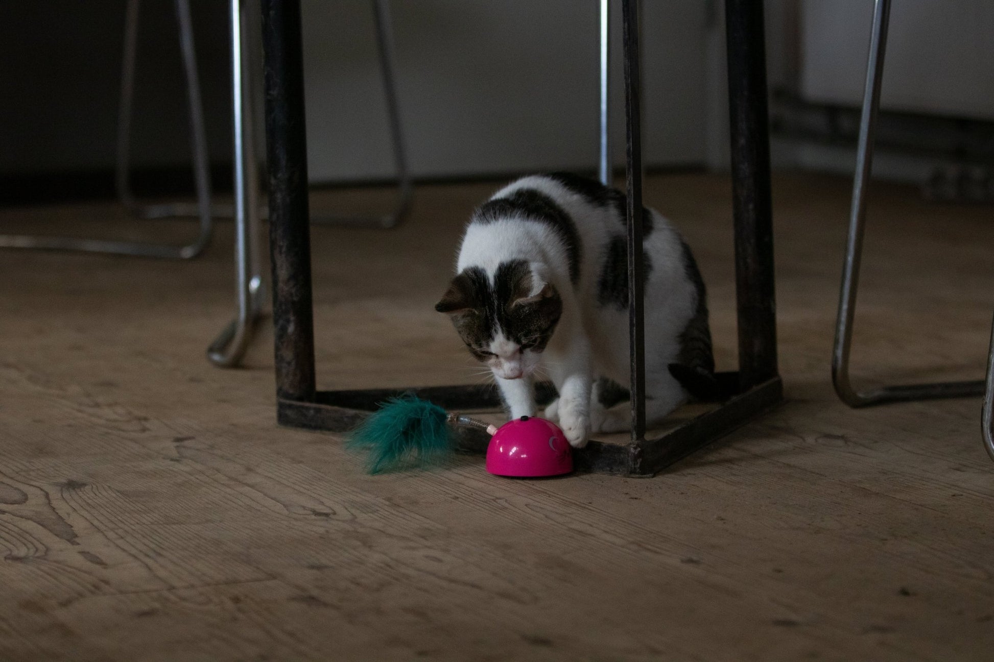 Robocat Muis - all for animals