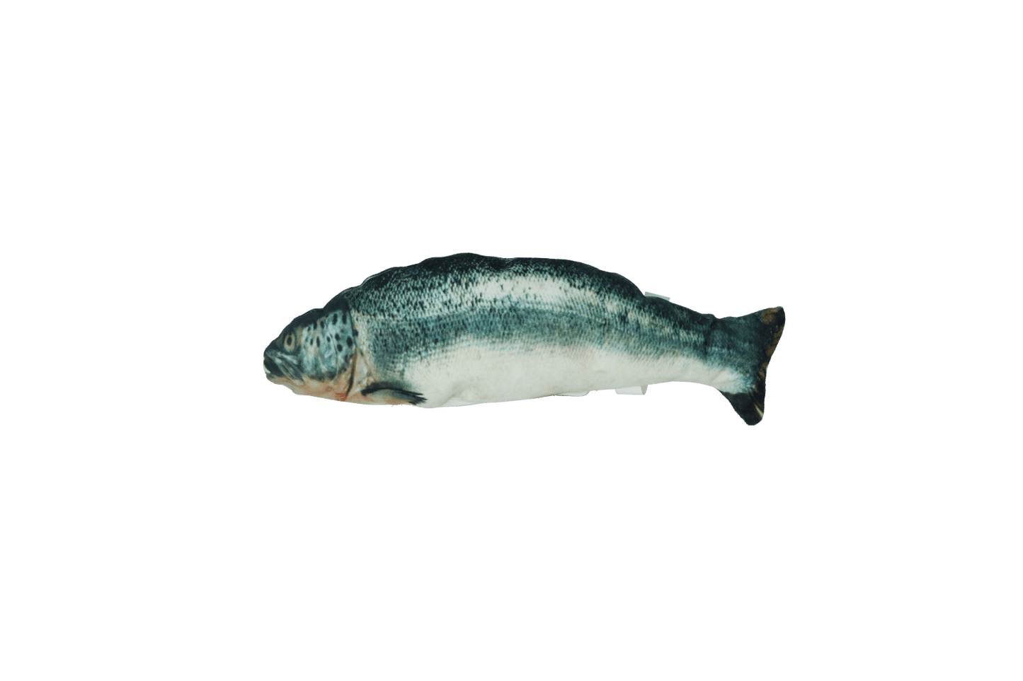 Robocat Zalm - all for animals