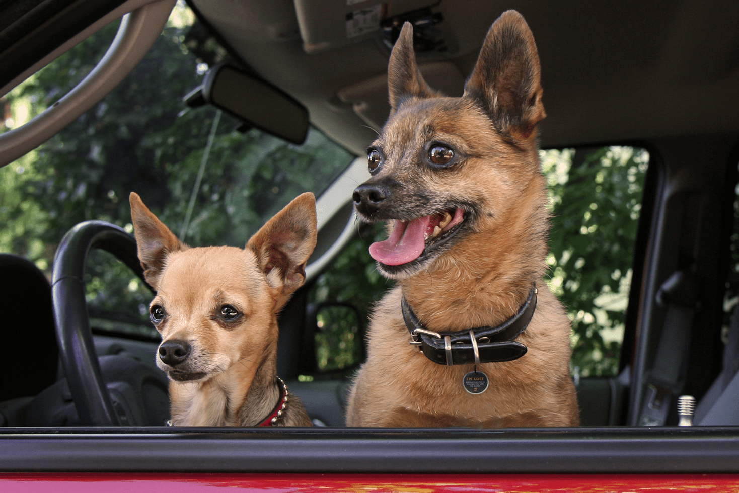 Spotted! Pro Hond & Kat - all for animals