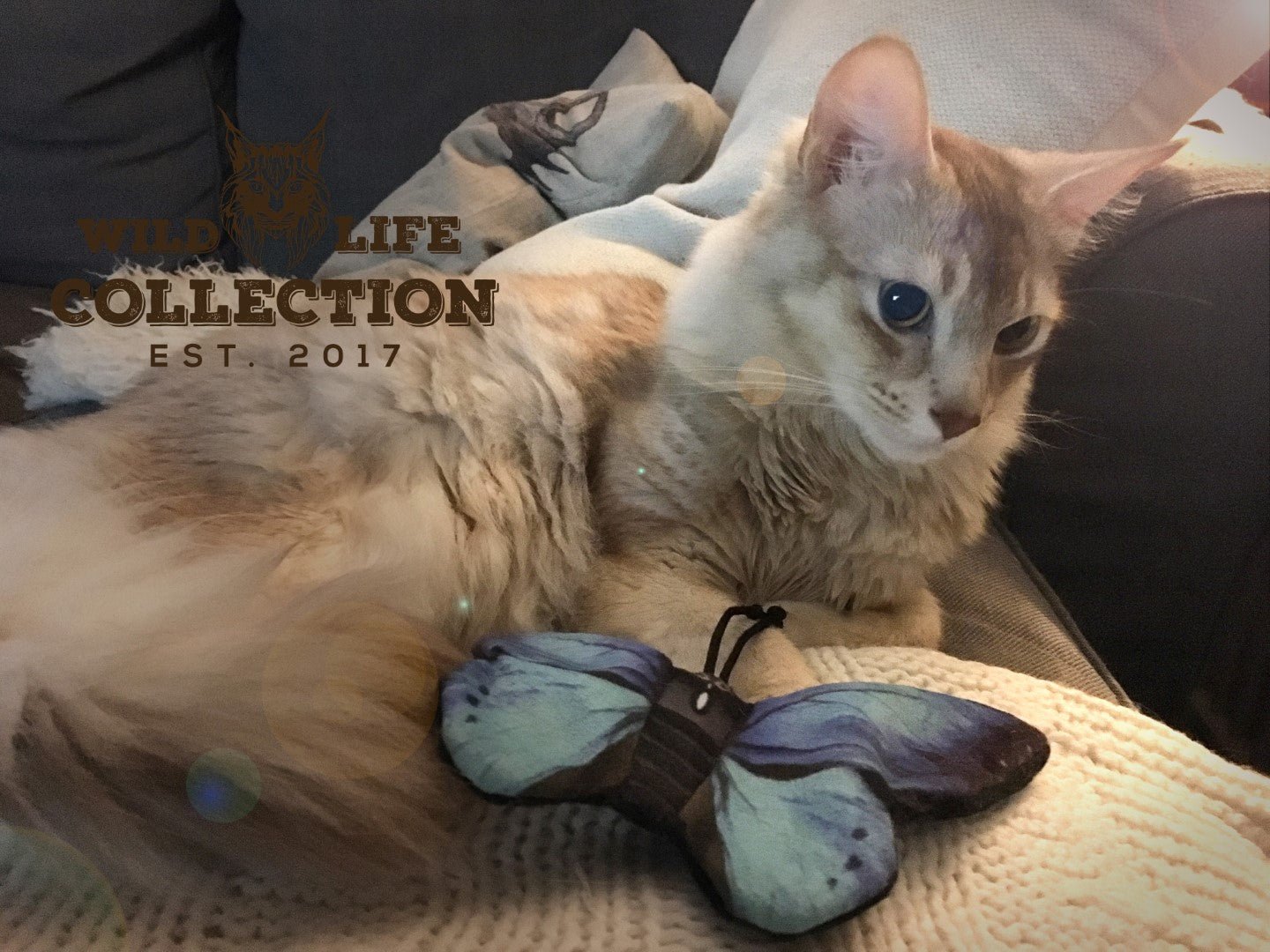 Wild Life Cat Blauwe Vlinder - all for animals