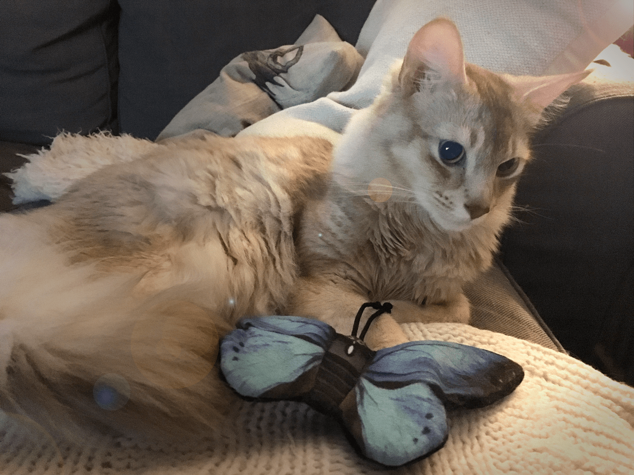 Wild Life Cat Blauwe Vlinder - all for animals