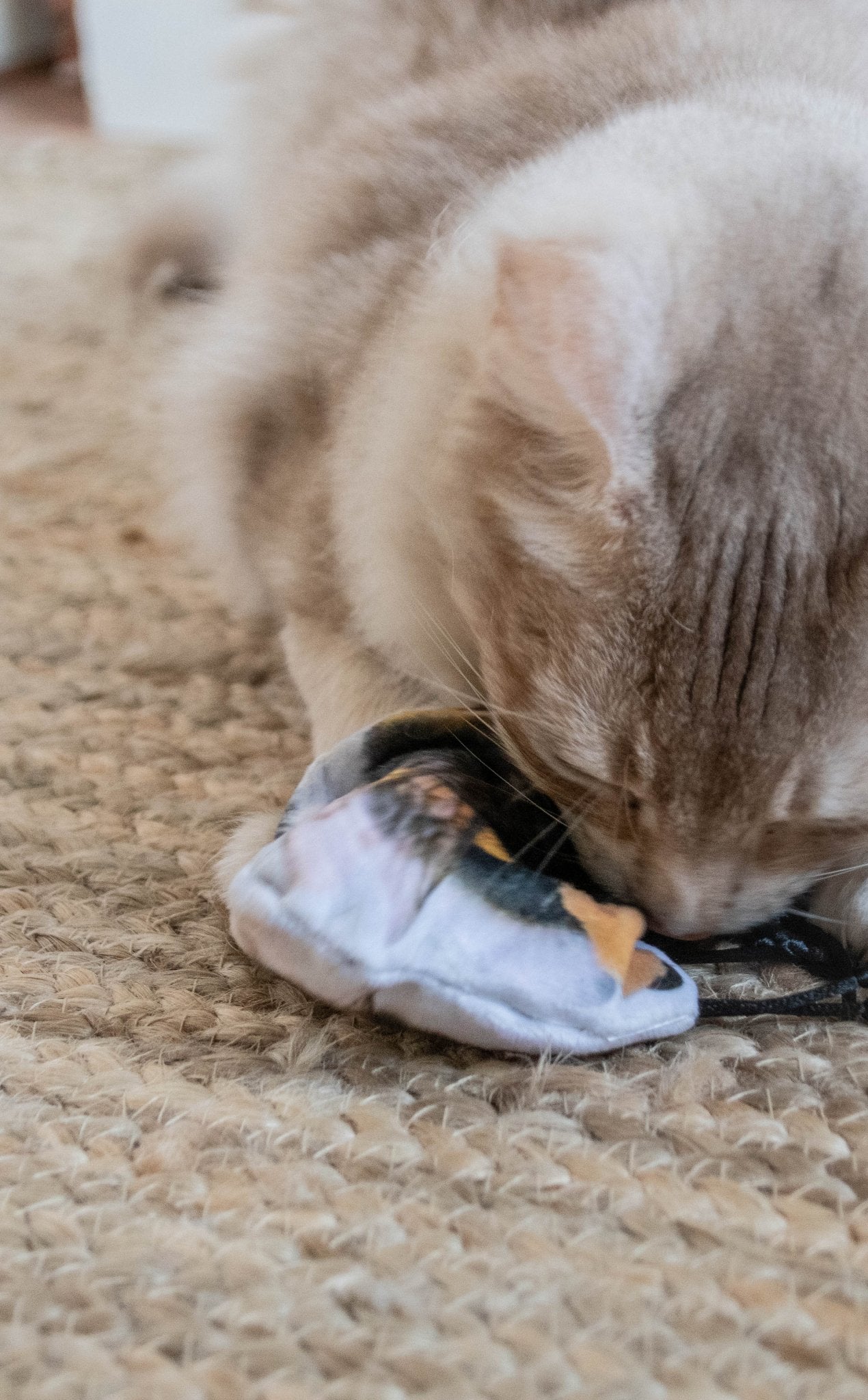 Wild Life Cat Hommel - all for animals