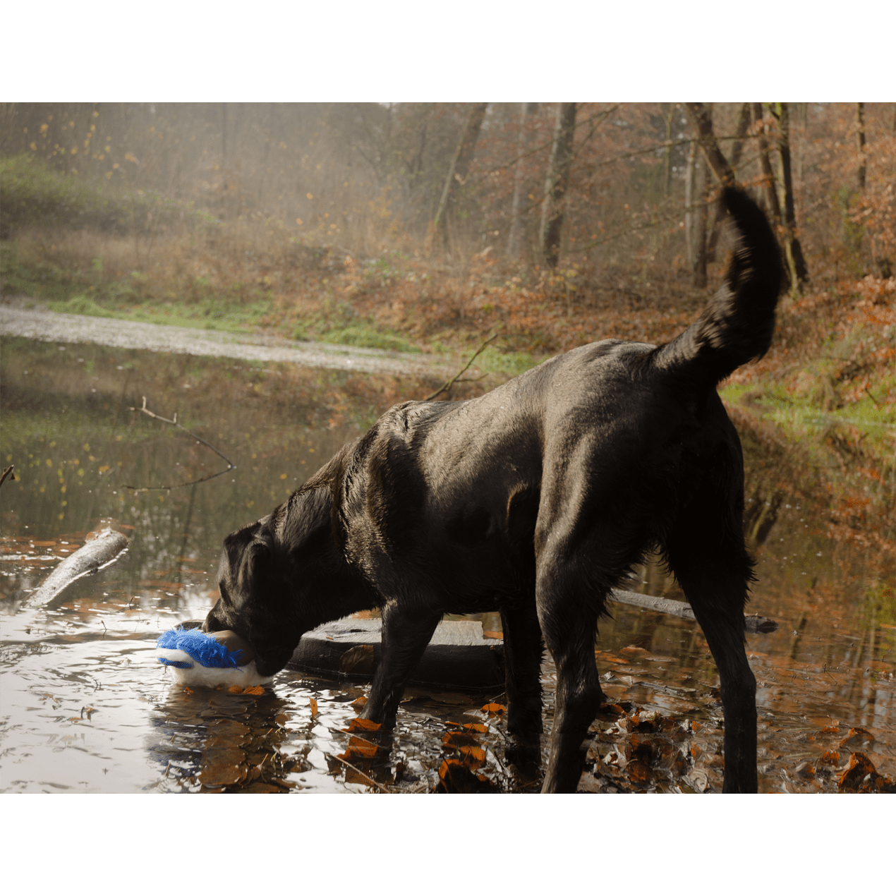 Wild Life Dog Eend - all for animals