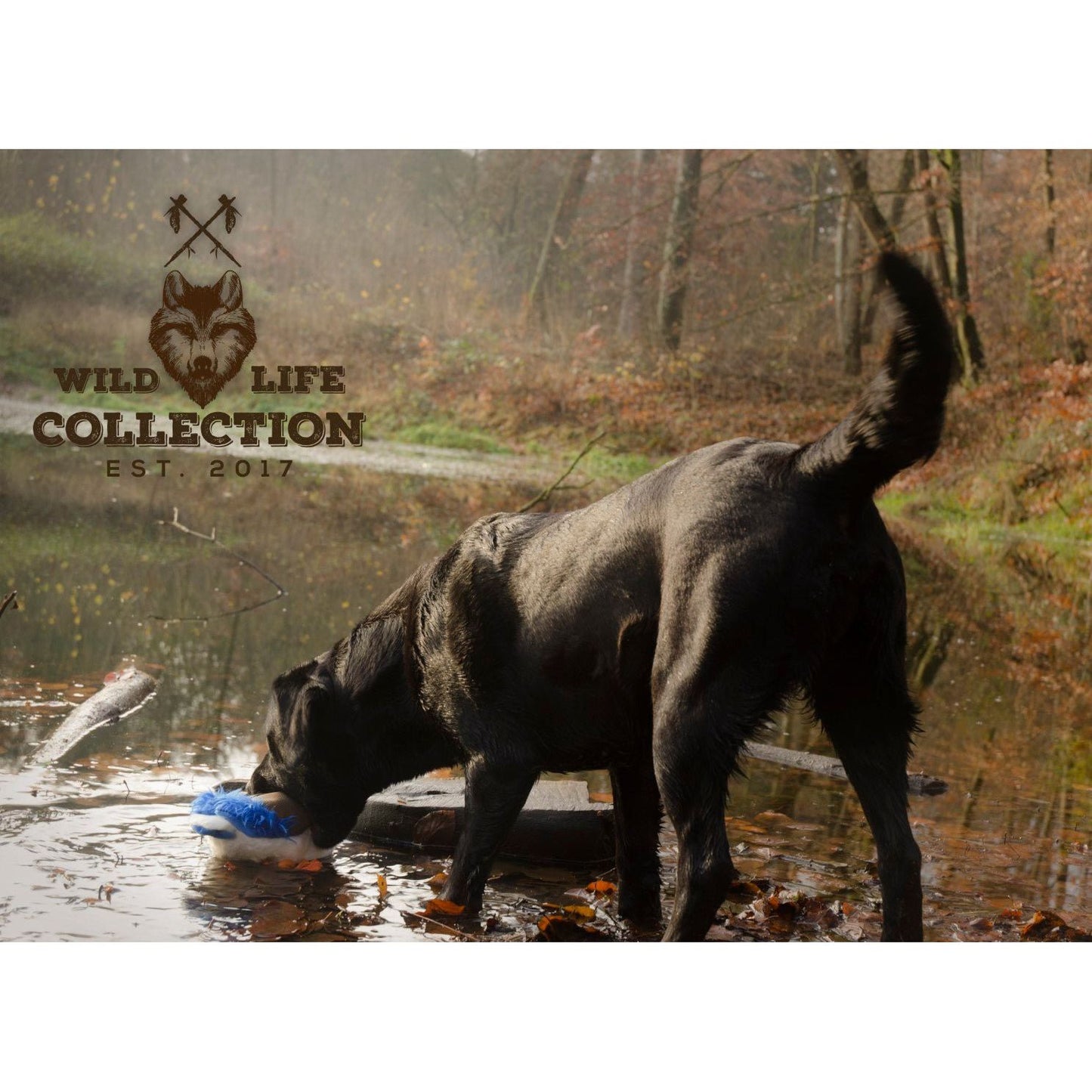 Wild Life Dog Eend - all for animals