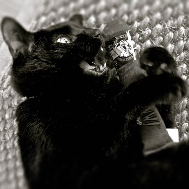 Yeowww! Cigar - all for animals