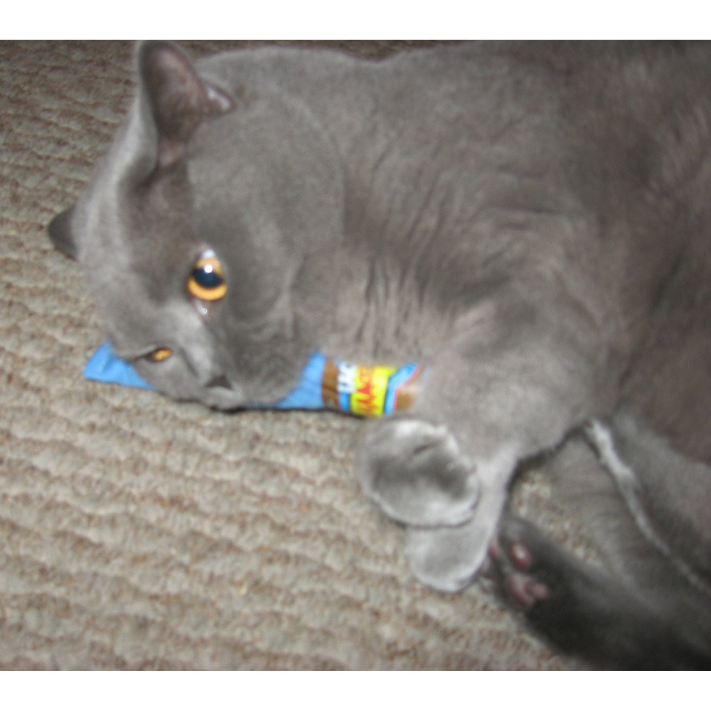 Yeowww! Cigar - all for animals