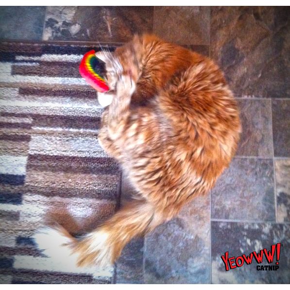 Yeowww! Rainbow - all for animals
