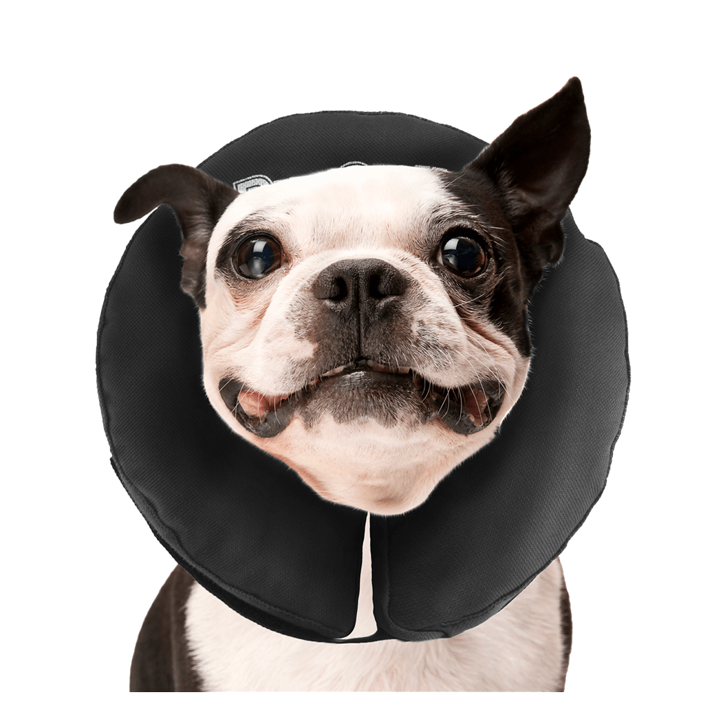 Zenpet ProCollar - all for animals