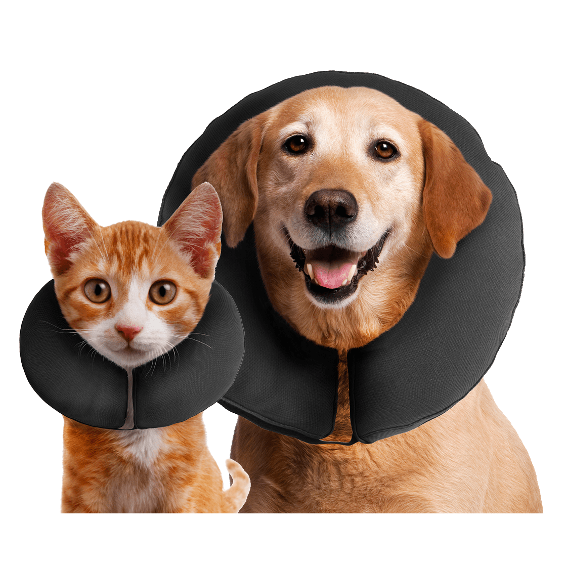 Zenpet ProCollar - all for animals