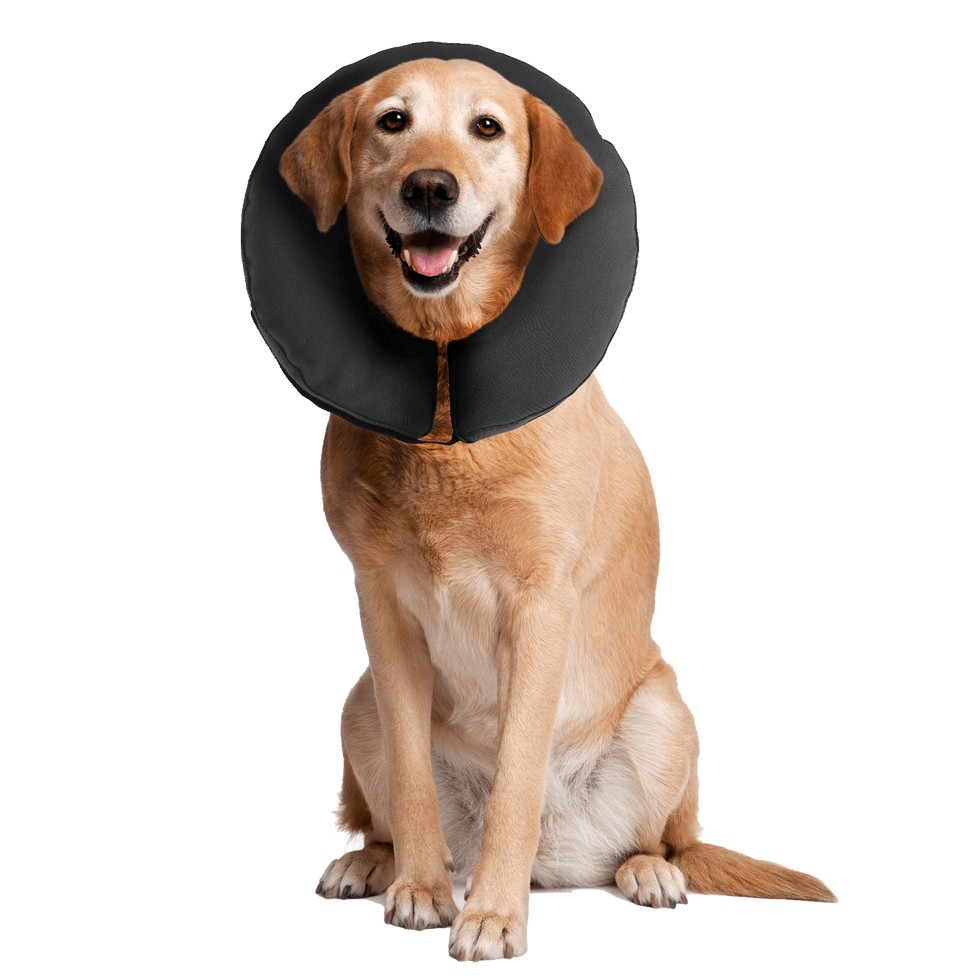 Zenpet ProCollar - all for animals