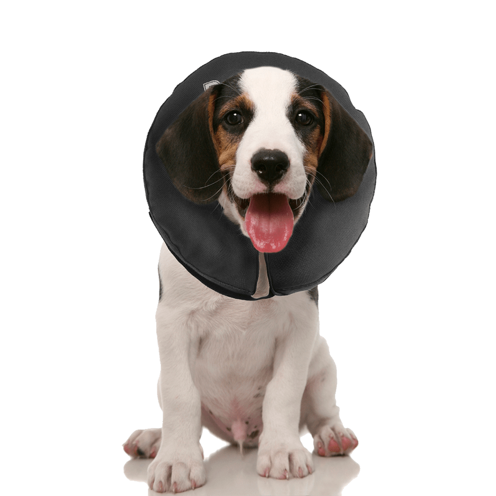 Zenpet ProCollar - all for animals