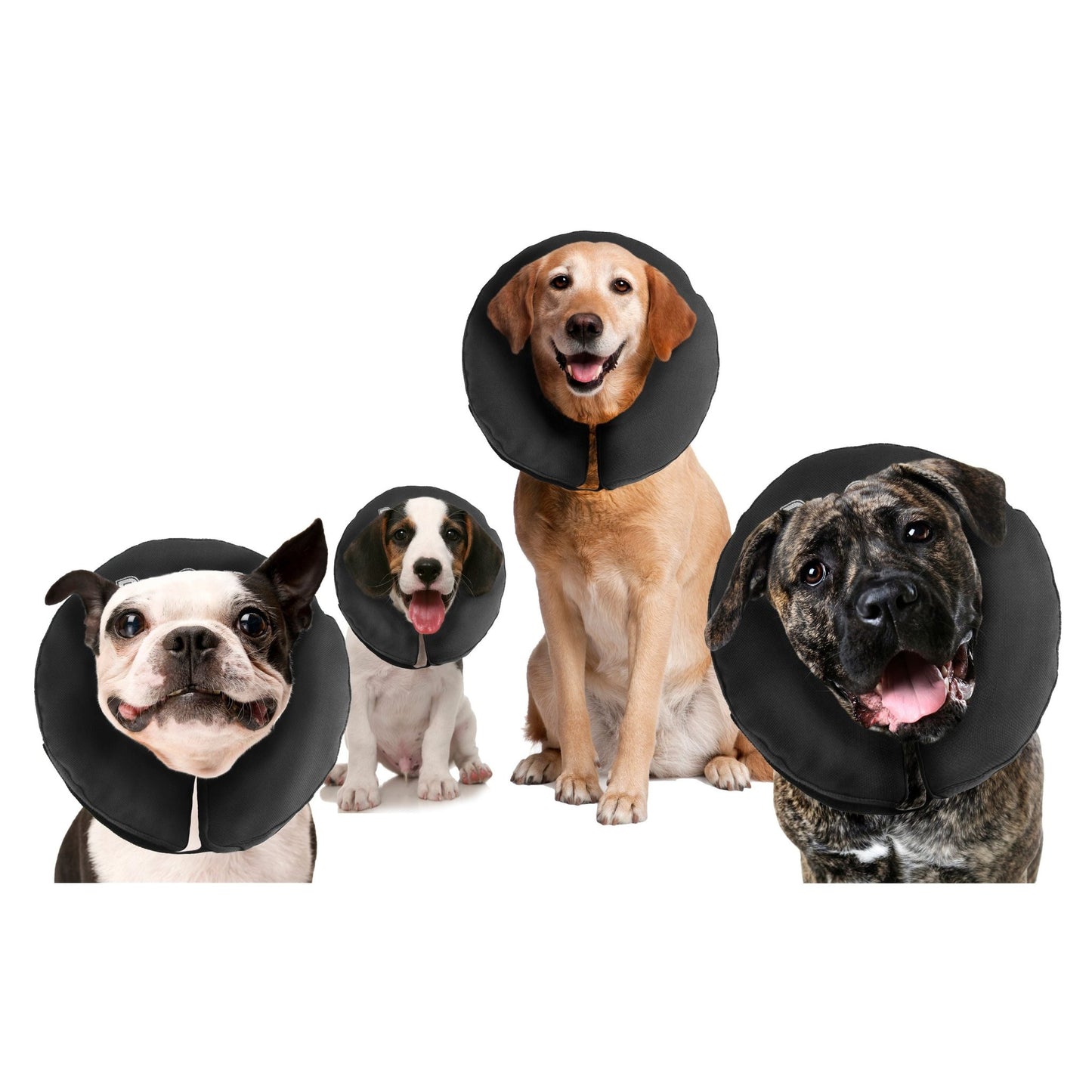 Zenpet ProCollar - all for animals