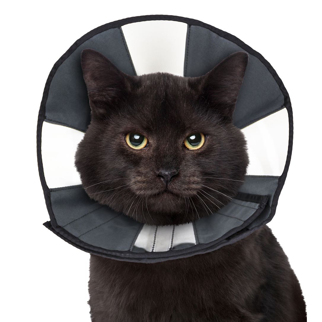 Zenpet Procone - all for animals