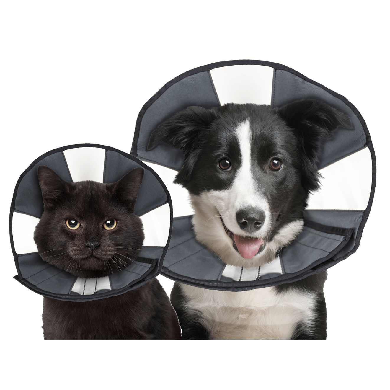 Zenpet Procone - all for animals