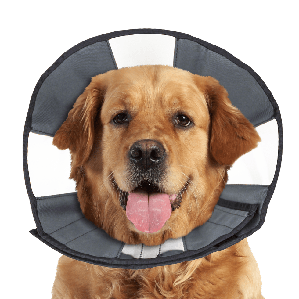 Zenpet Procone - all for animals