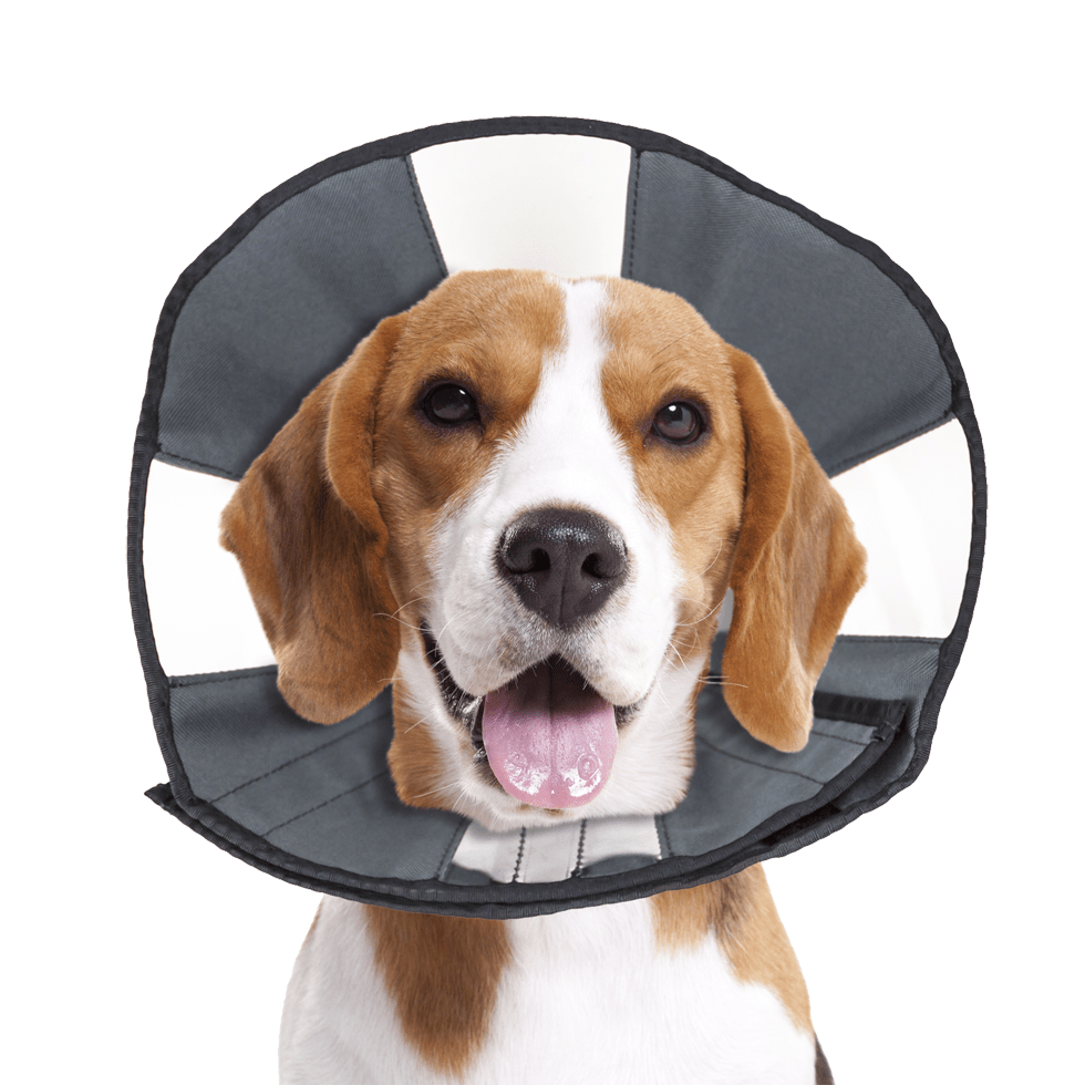 Zenpet Procone - all for animals