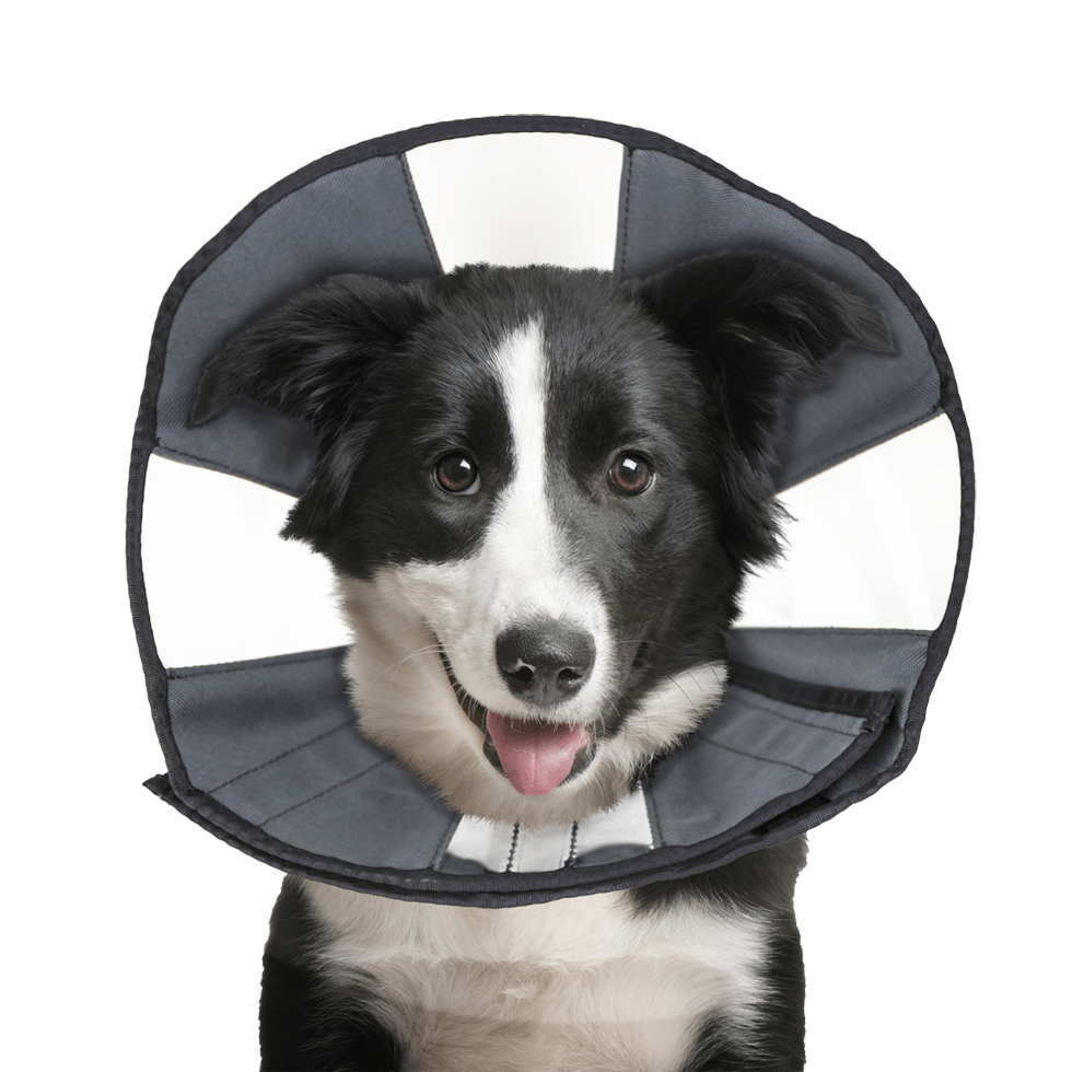 Zenpet Procone - all for animals