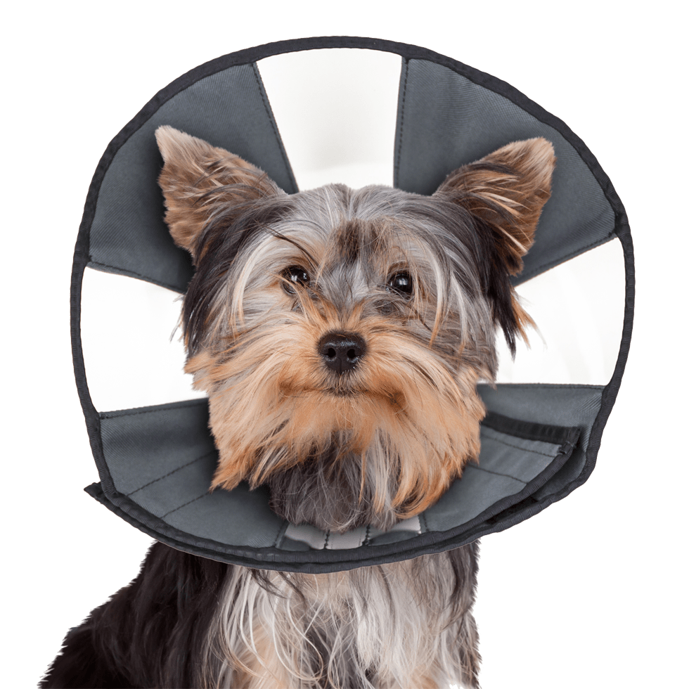 Zenpet Procone - all for animals