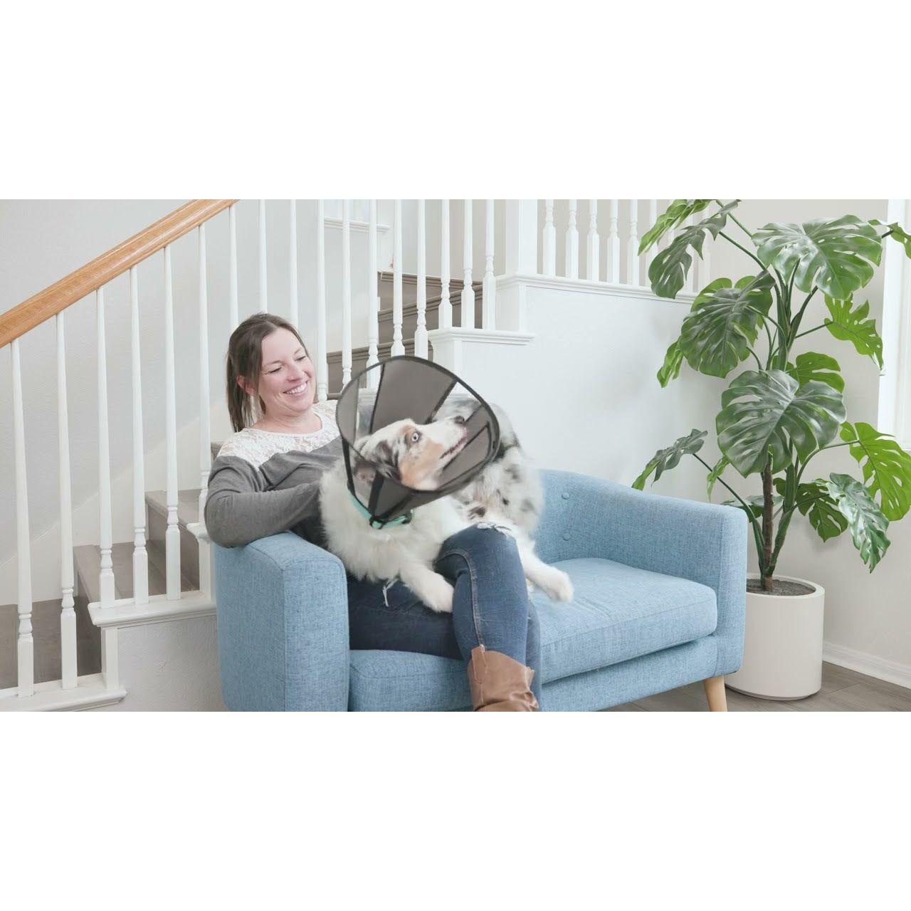Zenpet Procone - all for animals